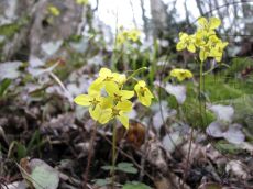 Epimedium-colchicum_соцветие